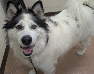 CHARLOTTE - Alaskan Malamute / Mix available for adoption
