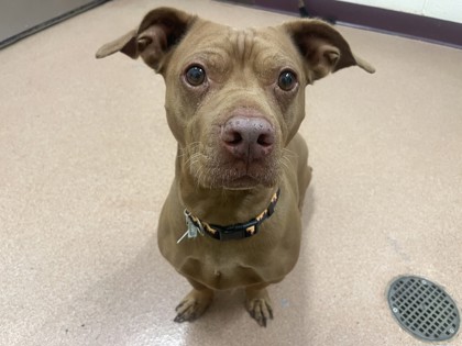 BOY SCOUT - American Pit Bull Terrier / Mix available for adoption