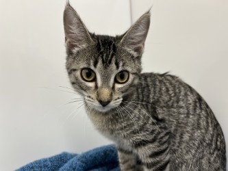BUNNY - Domestic Shorthair available for adoption
