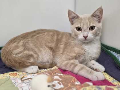 DANDELION - Domestic Shorthair available for adoption