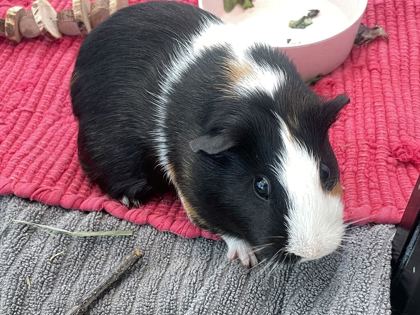 ANIKA - Guinea Pig available for adoption
