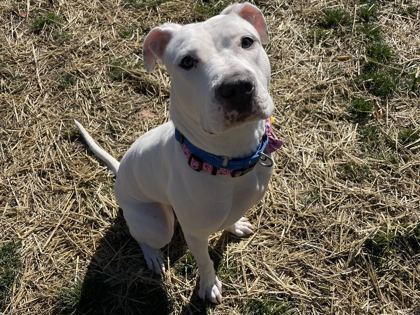CHLOE - American Bulldog / Mix available for adoption
