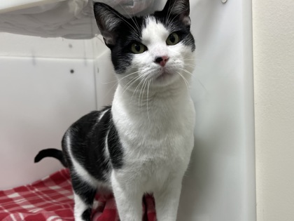 EL QUESITO FINO - Domestic Shorthair available for adoption