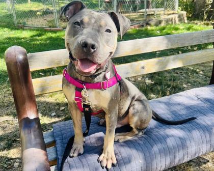DRAKO - American Pit Bull Terrier / Mix available for adoption