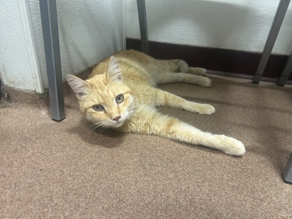 COCONUT - Domestic Shorthair available for adoption