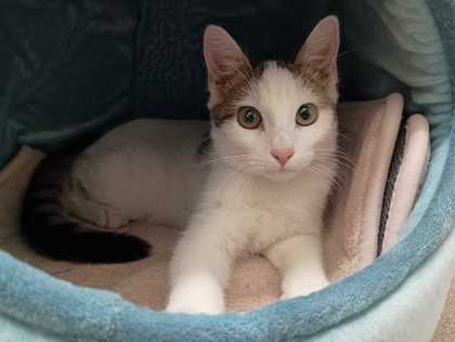 MAX - Domestic Shorthair available for adoption