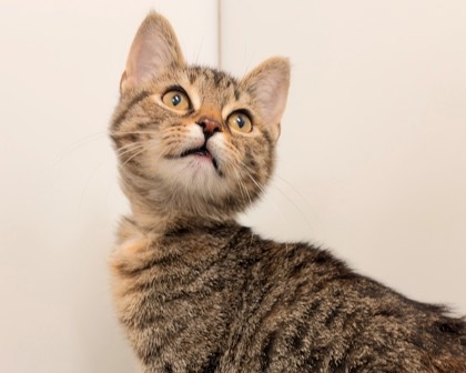 JEWEL - Manx / Mix available for adoption