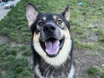 JASON - Siberian Husky / Mix available for adoption