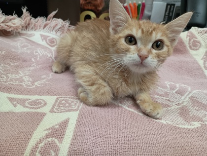 FLEA - Domestic Shorthair available for adoption