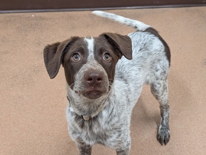TIDDLYWINKS - Pointer / Mix for adoption in Boulder
