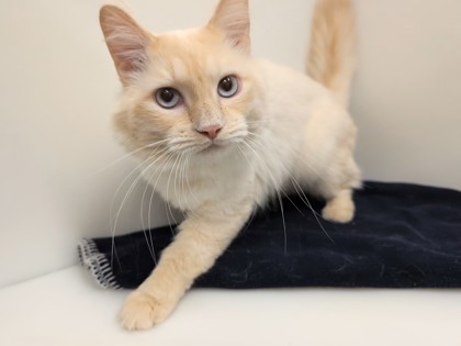 MERCUTIO - Siamese / Mix available for adoption