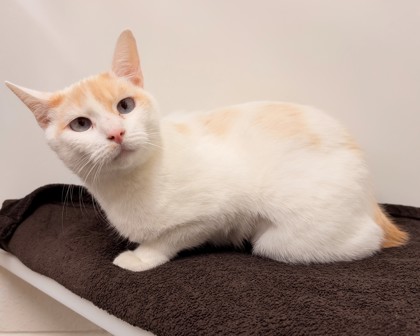 DARLING - Siamese / Mix available for adoption