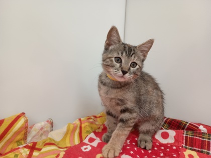 DOLLY DARLA - Domestic Medium Hair available for adoption