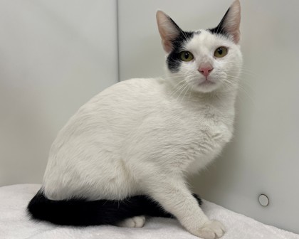 VANILLA BEAN - Domestic Shorthair available for adoption
