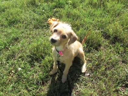 JILLY - Terrier / Mix available for adoption