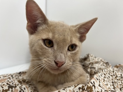 DAVIE - Domestic Shorthair available for adoption