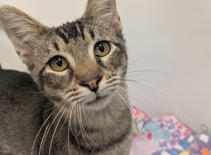 JIJI - Domestic Shorthair available for adoption