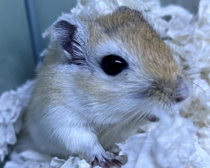 PAPA JOHN - Gerbil available for adoption