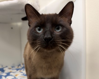 FERRERO ROCHER - Siamese / Mix available for adoption