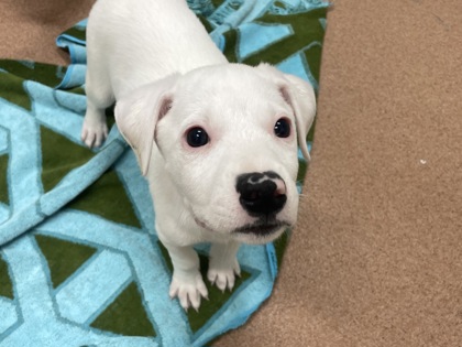 GOOSEBUMP - Pointer / Mix available for adoption