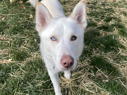CLUE - Siberian Husky / Mix available for adoption