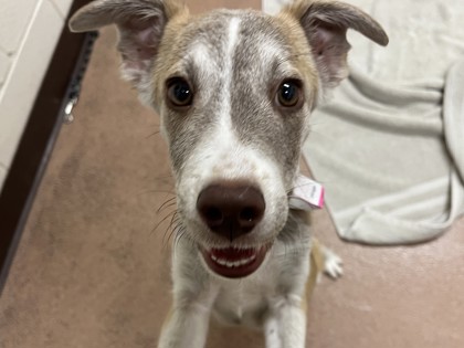 KURT - Siberian Husky / Mix available for adoption