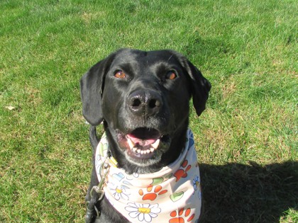 CONNIE - Labrador Retriever / Mix available for adoption