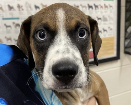 HANNA - Hound / Mix available for adoption