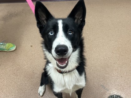 LUNA - Border Collie / Mix available for adoption