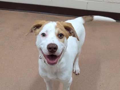 TRON - American Foxhound / Mix for adoption in Boulder