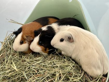 NADIA - Guinea Pig available for adoption