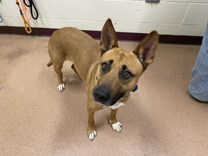 COCOA - Shepherd / Mix available for adoption