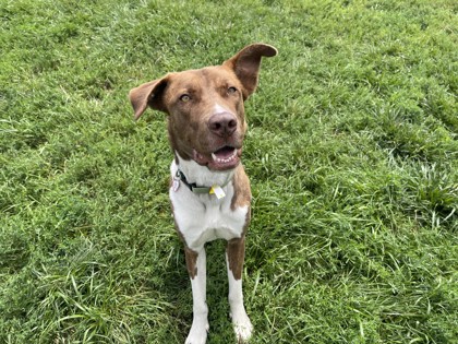 CREED - American Pit Bull Terrier / Mix available for adoption