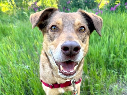 AUGGIE - Australian Shepherd / Mix available for adoption