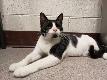 COWBOY - Domestic Shorthair available for adoption