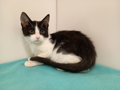 DUFFI - Domestic Shorthair available for adoption