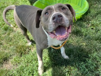 LOVEBUG - American Pit Bull Terrier / Mix available for adoption