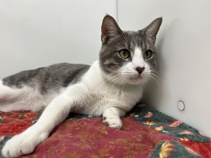MALCOLM - Domestic Shorthair available for adoption