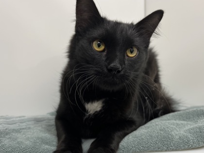 MOTOR SCOOTER - Domestic Medium Hair for adoption in Boulder