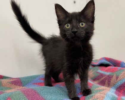 MAGPIE - Domestic Shorthair available for adoption