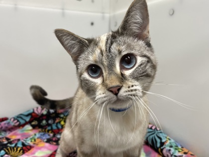 TOOTSIE - Siamese / Mix available for adoption