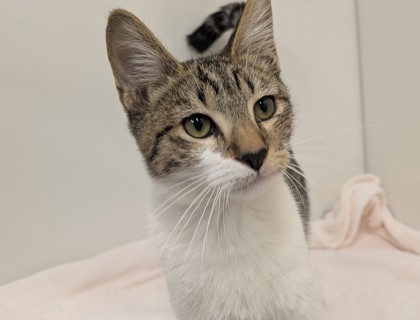CYRANO - Domestic Shorthair available for adoption