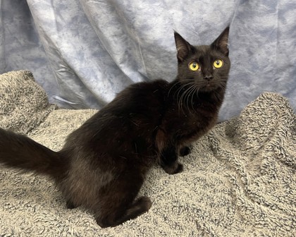 ANASTASIA - Domestic Medium Hair available for adoption
