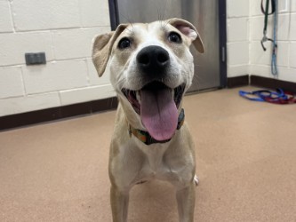 JAZZY - American Pit Bull Terrier / Mix available for adoption