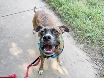 CALLIE - Boxer / Mix available for adoption