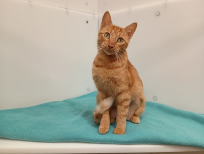 ANABELLE - Domestic Shorthair available for adoption