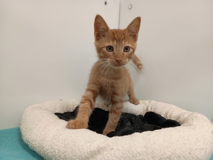 BABYBELLE - Domestic Shorthair available for adoption