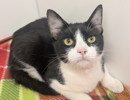 DAMON - Domestic Shorthair available for adoption