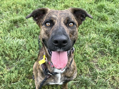 ADDIE - Dutch Shepherd / Mix available for adoption
