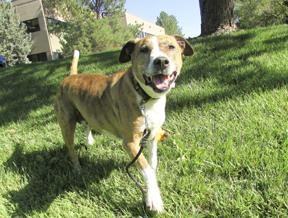 BLUE - American Pit Bull Terrier / Mix available for adoption